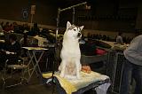 EXPO - SIBERIAN HUSKY 152